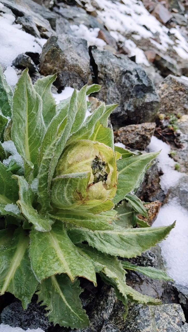 雪莲果_雪莲果的功效与作用果_雪莲 雪莲果