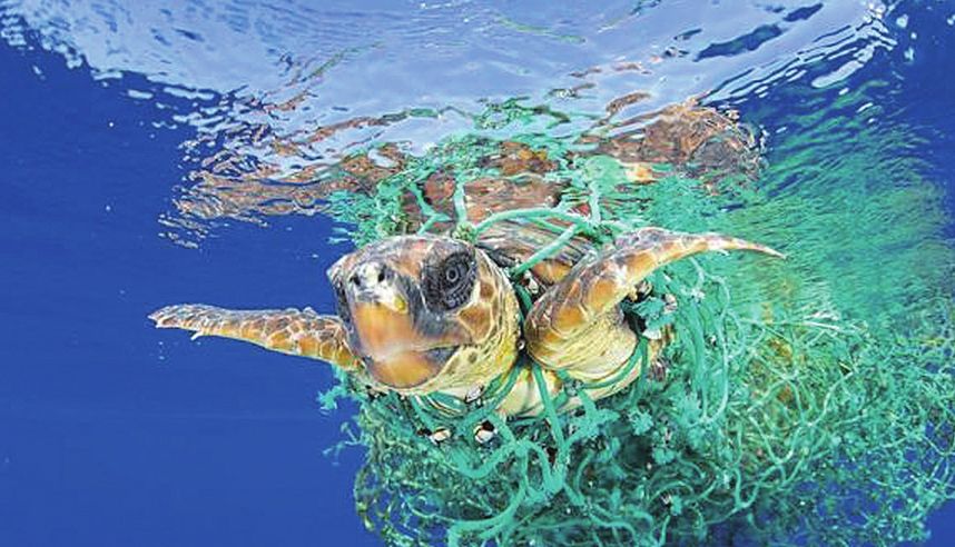 世界海洋日_成都海洋极地世界门票_我的世界海洋种子