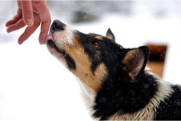 恶霸犬_斯塔福犬和恶霸犬区别_美国恶霸犬是比特犬吗