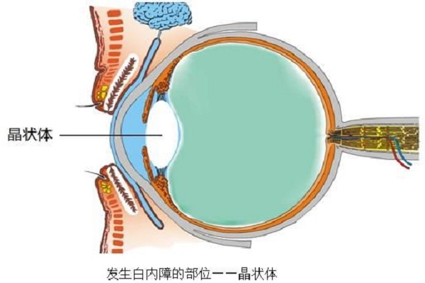 白蛋白_牛奶蛋白过敏能吃蛋白吗_玉兰油蛋白乳液白滑面膜