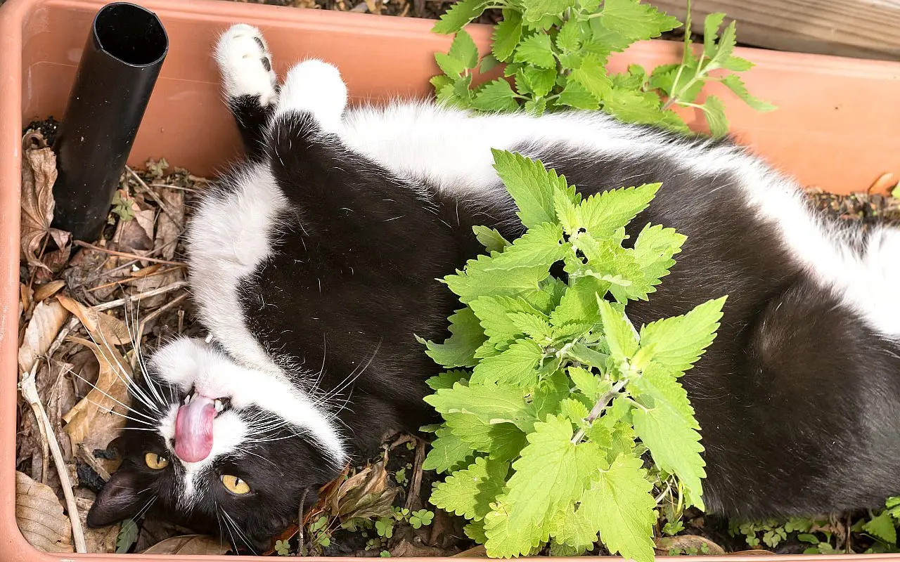 东北的猫把是猫薄荷吗_我在古代写小说薄荷猫_猫薄荷