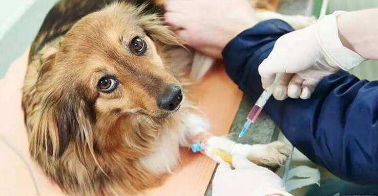 猫抓伤狂犬病几乎为0_打过狂犬育苗的猫抓伤_被猫抓伤出血怎么办