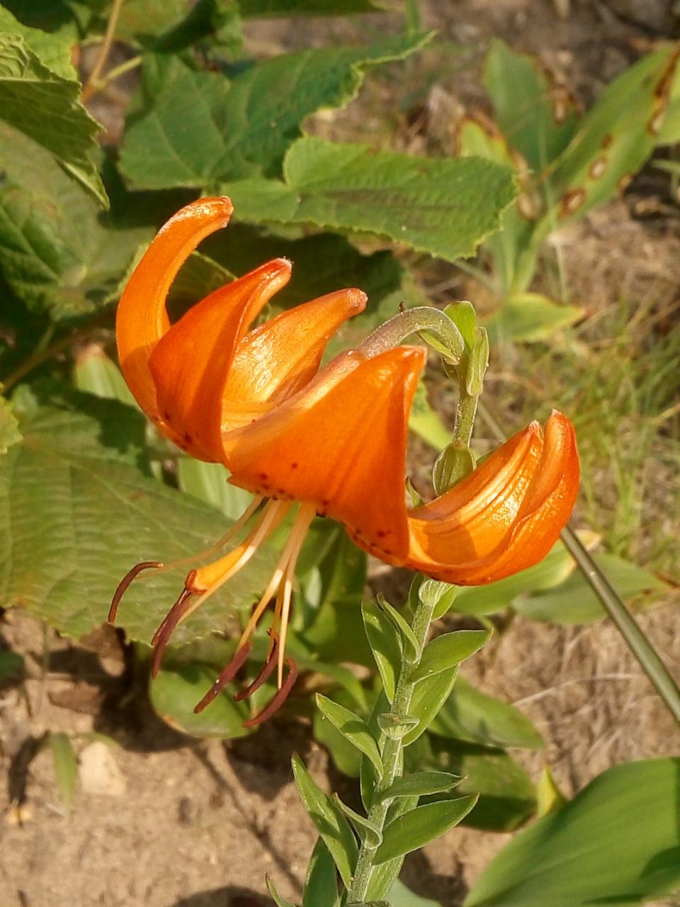 仙落凡尘神秘昙花_昙花_梦昙花