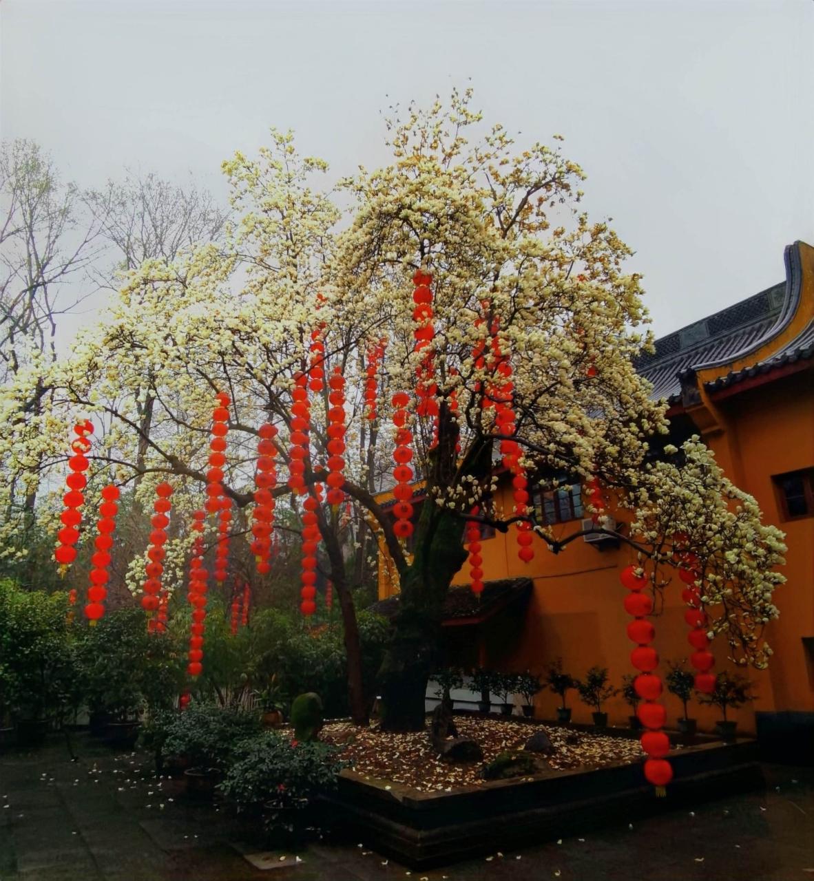 宣花坠 宣花锤 宣花袍_玉兰花_玉兰花是双性花吗