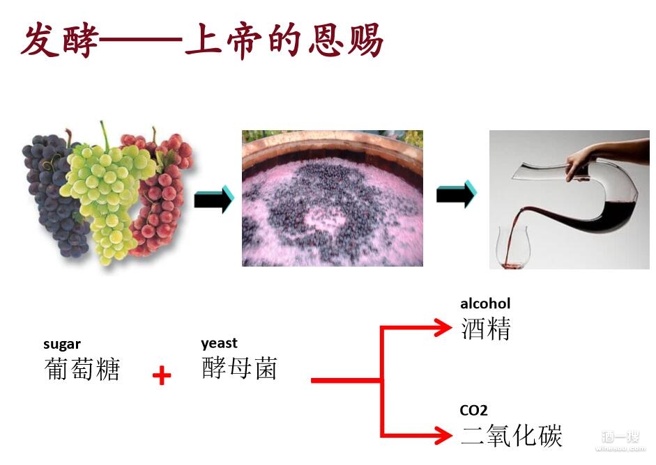 葡萄酒品种_红葡萄品种_酿酒葡萄品种大全