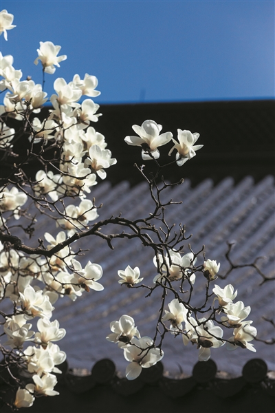 玉兰花_宣花坠 宣花锤 宣花袍_玉兰花是双性花吗