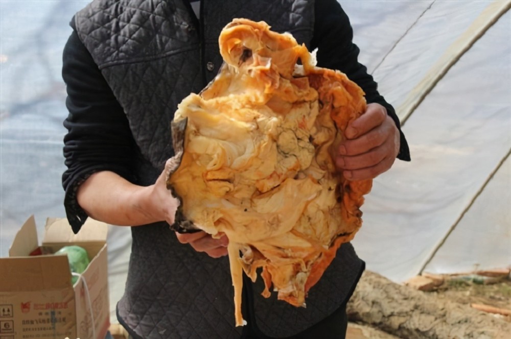 陕西肉灵芝太岁女记着_肉灵芝记者_肉灵芝女记者