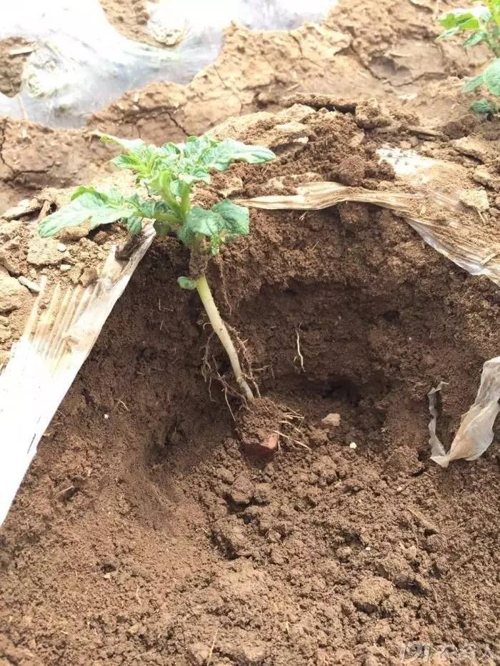 荆棘花100全集土豆在线_土豆视频情满雪阳花_土豆花