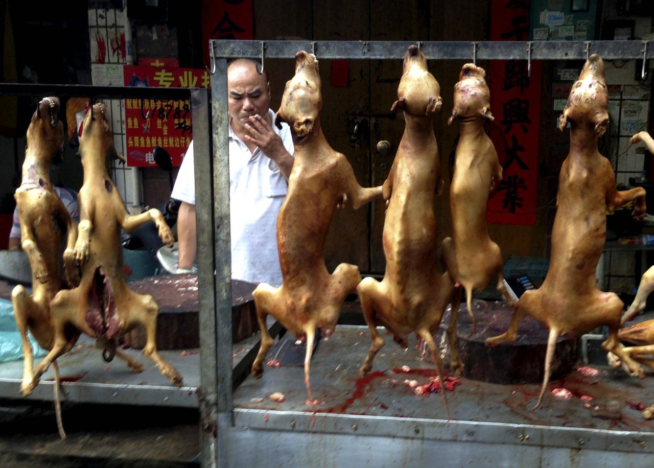 玉林狗肉节_玉林被骂无碍狗肉节_玉林狗肉节狗肉来源