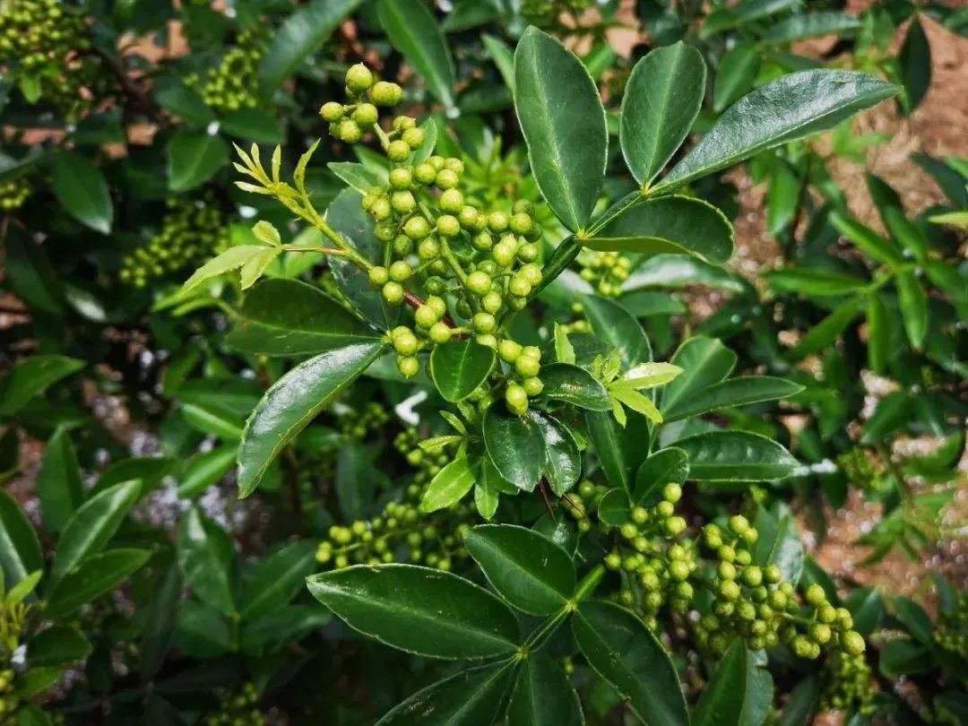 油菜花_100花40花30花18花12_油菜花是油菜的花吗