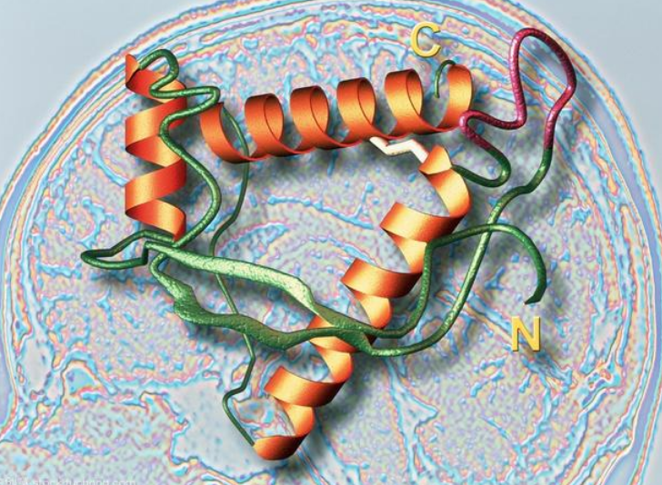 龙朊干酪素_朊病毒_类病毒和朊病毒的区别