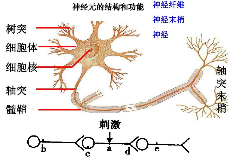 类病毒和朊病毒的区别_龙朊干酪素_朊病毒