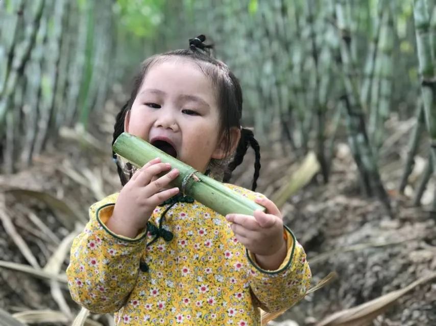 羊角蜜种植技术视频_大棚羊角蜜种植视频_羊角蜜