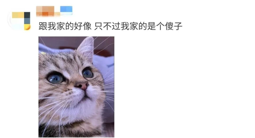 帕拉斯猫购买_帕拉斯猫多少钱一只_帕拉斯猫