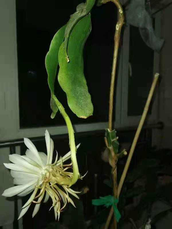 仙落凡尘神秘昙花_昙花_梦昙花