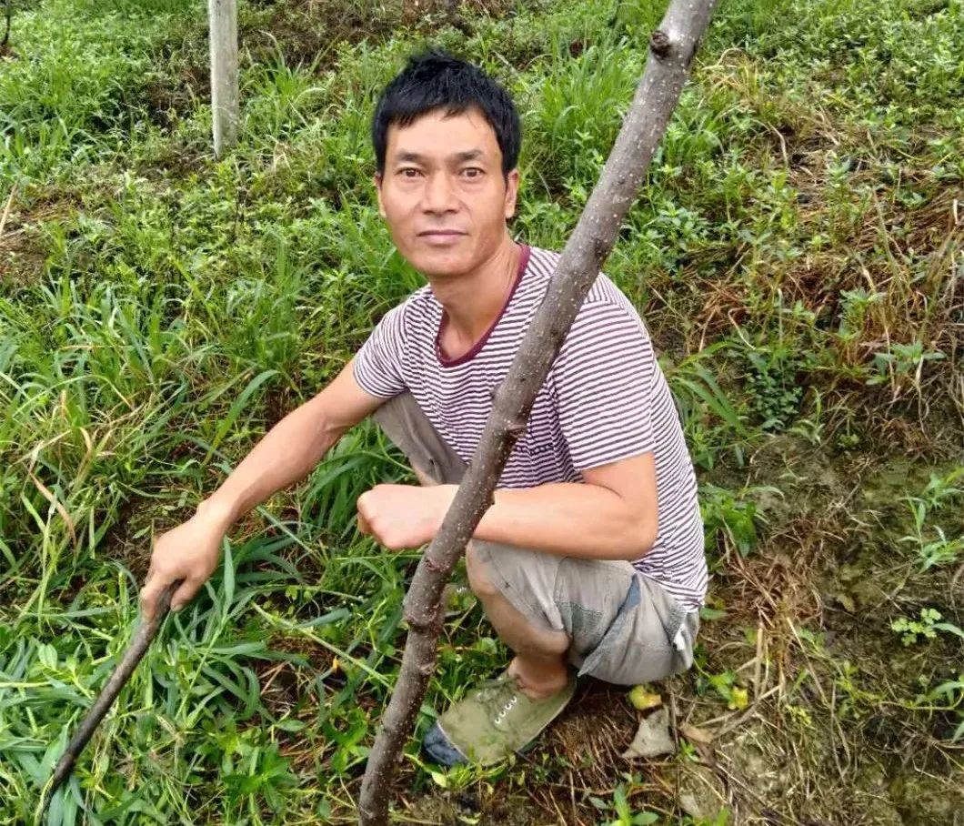 红心猕猴桃与普通猕猴桃_黄心猕猴桃 红心猕猴桃_红心猕猴桃