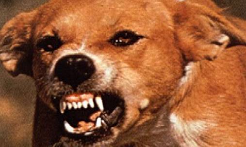 猫抓伤狂犬病几乎为0_打过狂犬育苗的猫抓伤_被猫抓伤出血怎么办