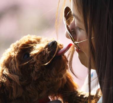 猫抓伤狂犬病几乎为0_打过狂犬育苗的猫抓伤_被猫抓伤出血怎么办