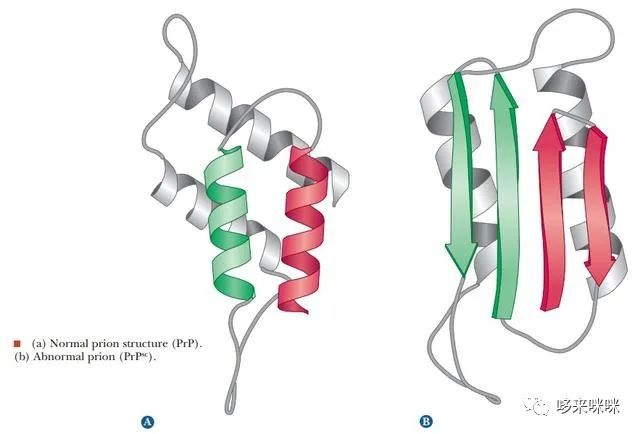 朊病毒_朊病毒的致病机理是_龙朊干酪素