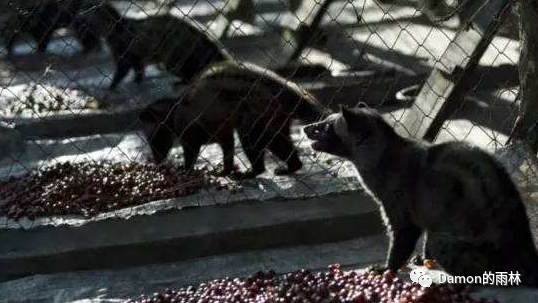 猫屎咖啡_猫屎咖啡是猫屎做的吗_猫屎咖啡属于什么咖啡