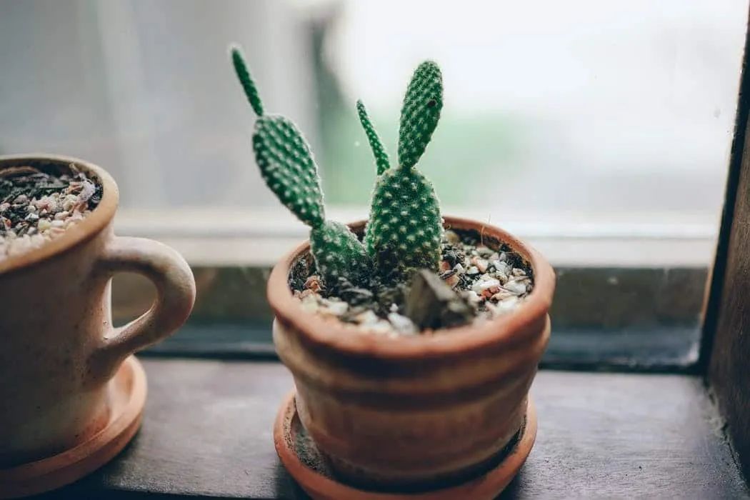 哪种植物能防电脑辐射_防晒霜防电脑辐射吗_防辐射植物防辐射植物