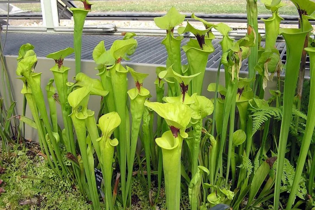 防辐射植物防辐射植物_防晒霜防电脑辐射吗_哪种植物能防电脑辐射