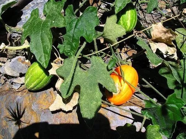 立夏三候_汤峪镇候家村候立柱_立夏立夏几月几日