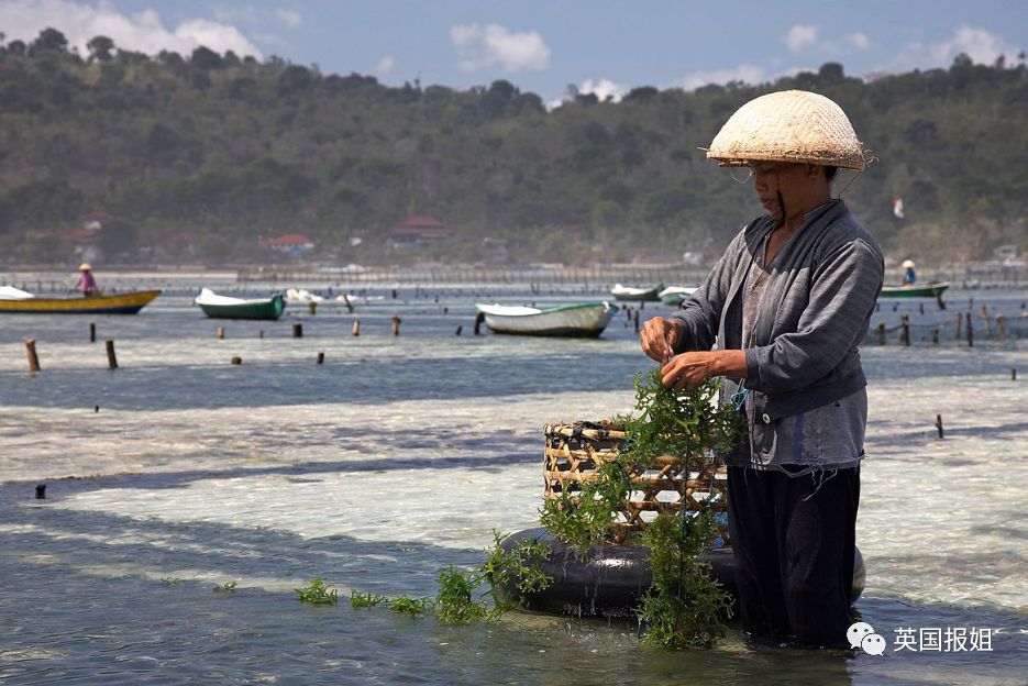 海苔_青青子衿低糖海苔饼_海苔