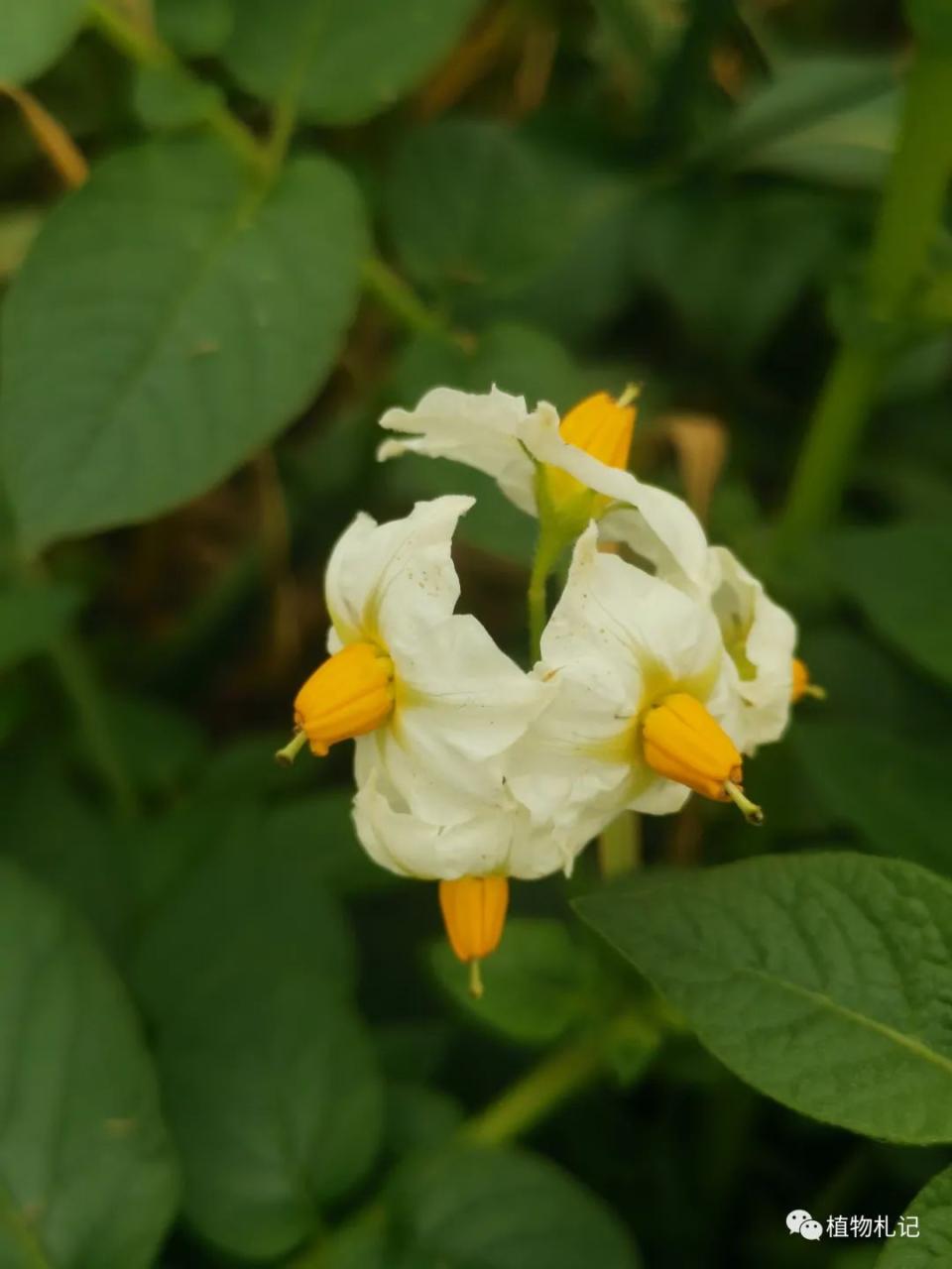 土豆花_荆棘花100全集土豆在线_土豆视频情满雪阳花