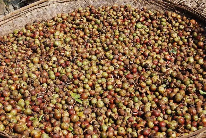 医用茶油是不是生茶油_七善野茶油品牌教你茶油保存小贴士_茶油