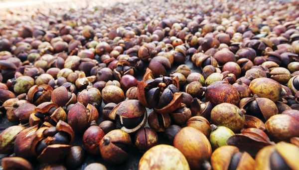 七善野茶油品牌教你茶油保存小贴士_茶油_医用茶油是不是生茶油