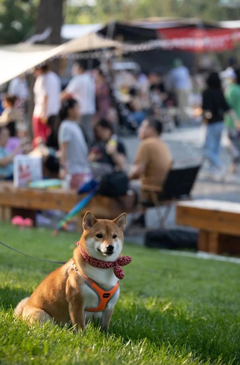 汽狗枪气弹狗货到付款_狗_酷狗音乐酷狗音乐酷狗音乐