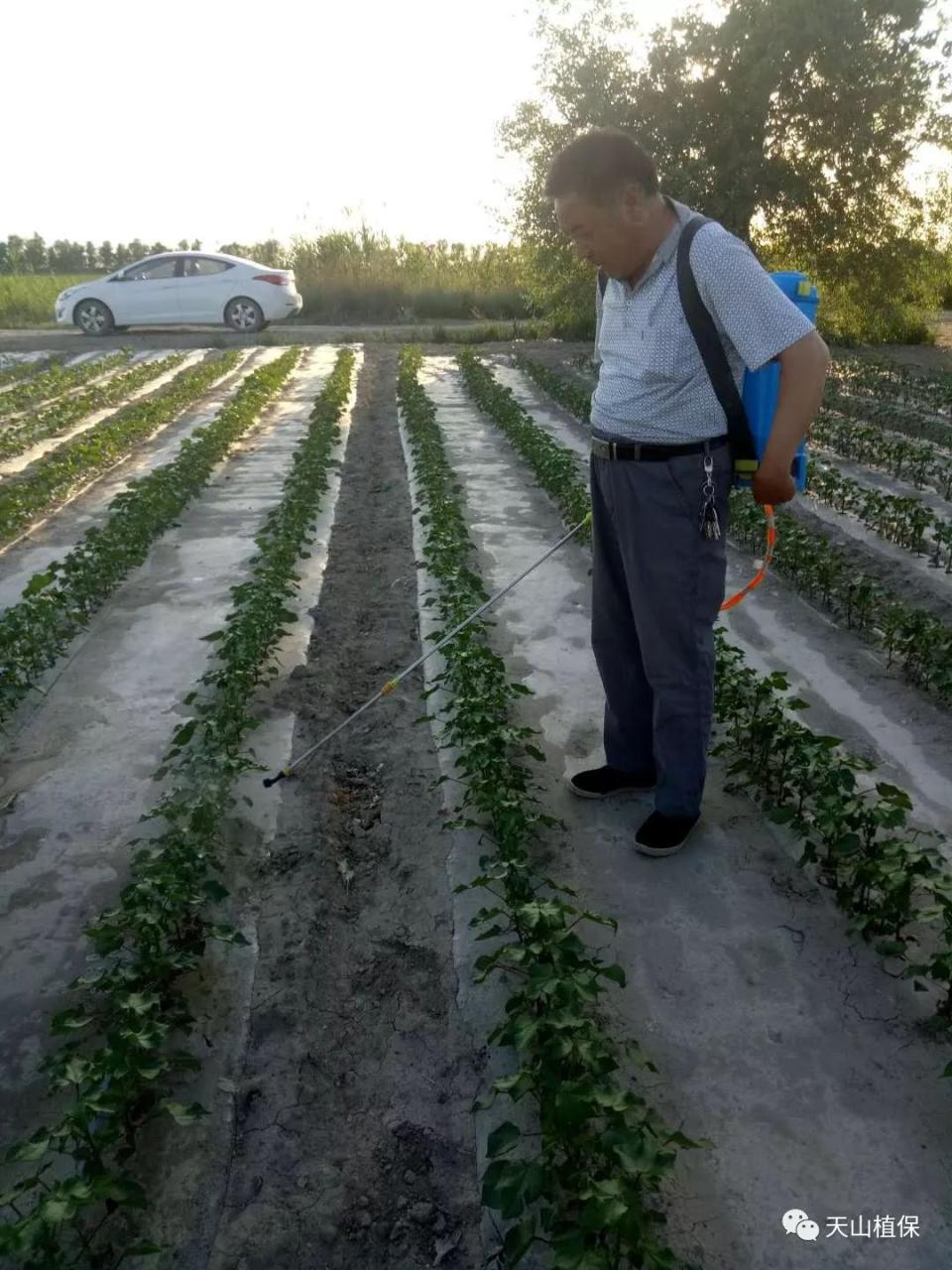 泰万菌素是泰拉菌素吗_阿维菌素_阿维吡虫啉