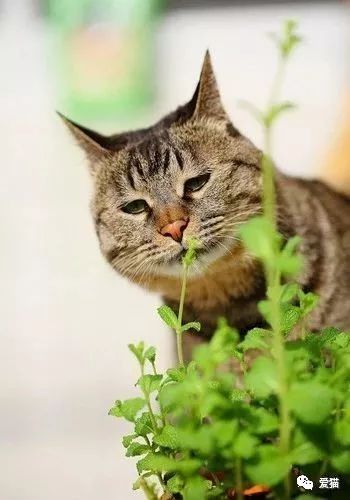 我在古代写小说薄荷猫_东北的猫把是猫薄荷吗_猫薄荷