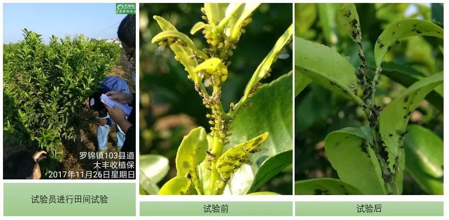 泰万菌素是泰拉菌素吗_阿维菌素_泰乐菌素泰妙菌素