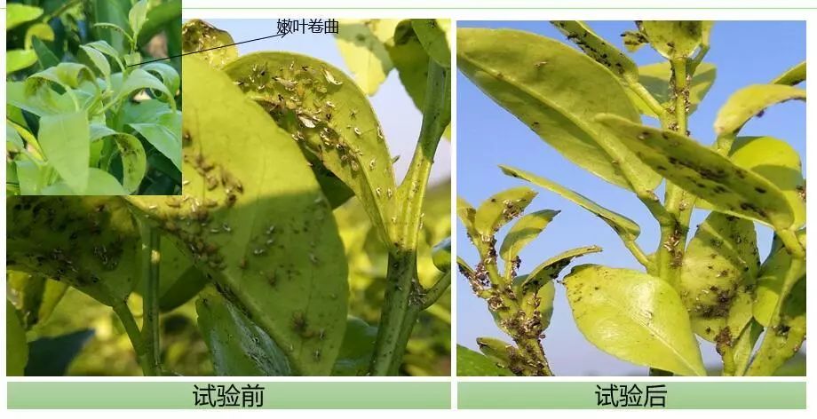 泰万菌素是泰拉菌素吗_阿维菌素_泰乐菌素泰妙菌素