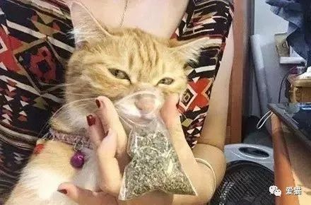 猫薄荷_东北的猫把是猫薄荷吗_我在古代写小说薄荷猫