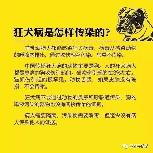 猫抓伤狂犬病几乎为0_被狗狗抓伤需要打狂犬针吗_抓伤琦玉的猫