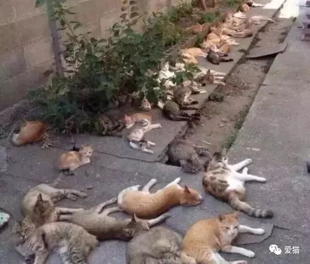 东北的猫把是猫薄荷吗_我在古代写小说薄荷猫_猫薄荷