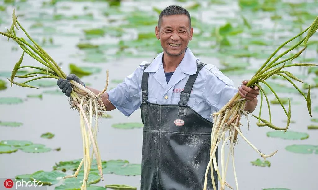 泡藕带炒鸡胗_藕带宝贝卖点怎么写_藕带