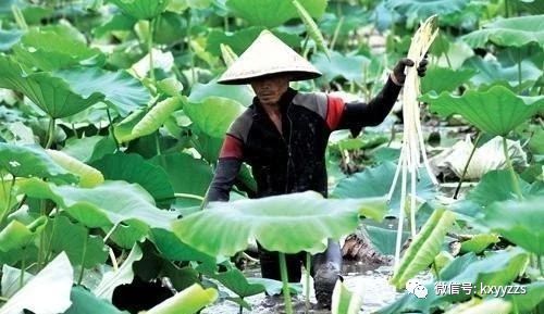 藕带种植技术视频_几月种植藕带技术视频_藕带