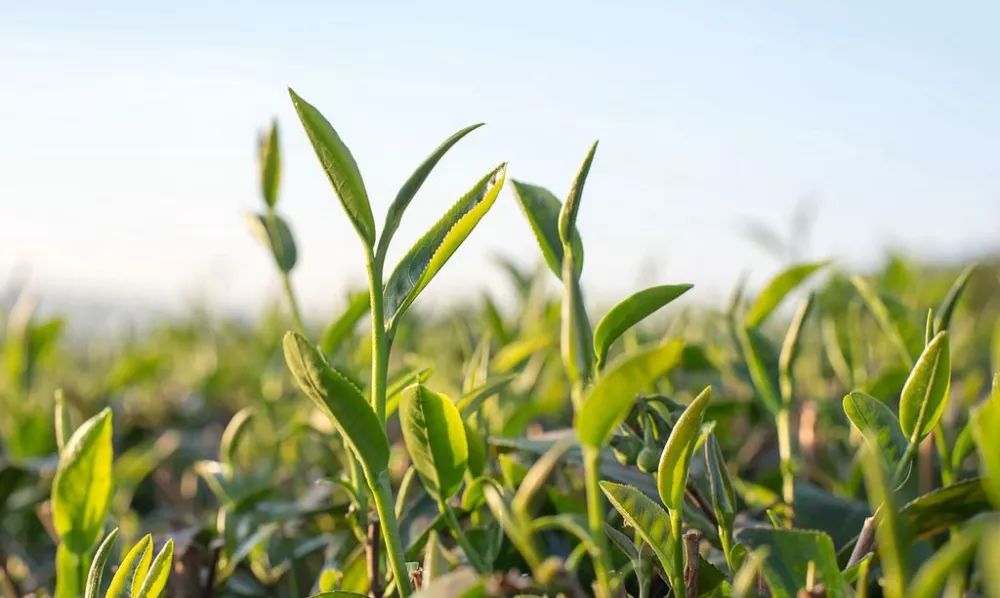 甲基硫菌灵和多菌灵是一个农药吗_甲基硫菌灵属于什么类型的农药_甲基硫菌灵