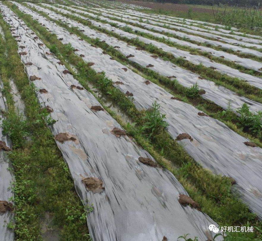 米多农膜_塑料薄膜大棚农膜_农膜