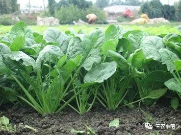 甲托是甲基硫菌灵吗_甲基硫菌灵_甲基硫菌灵和代森锰锌