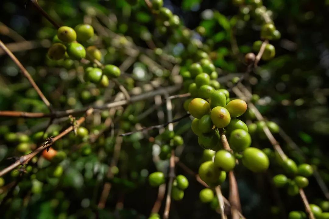 咖啡的故乡在哪个洲_故乡浓怡保白咖啡几元_咖啡的故乡