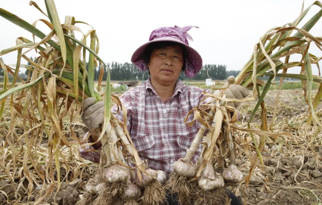 咸蒜的腌制方法视频_糖醋咸蒜的腌制方法_咸蒜的腌制方法