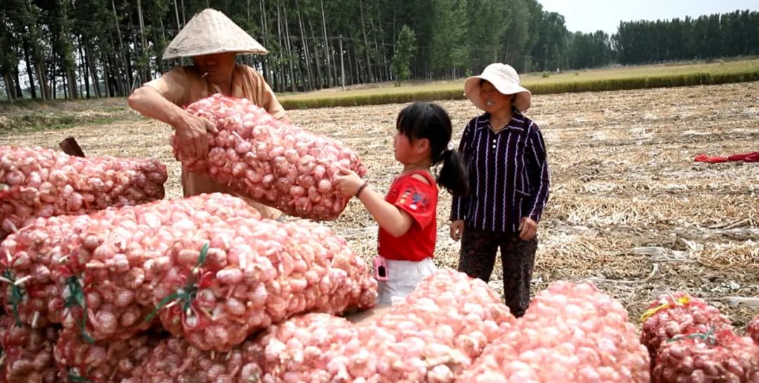 咸蒜的腌制方法视频_咸蒜的腌制方法_糖醋咸蒜的腌制方法