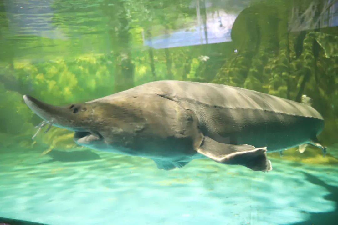 海马煌子寝具是真的海马床垫_海马和鲸鱼哪个是真正的鱼_鲸鱼与青鱂鱼