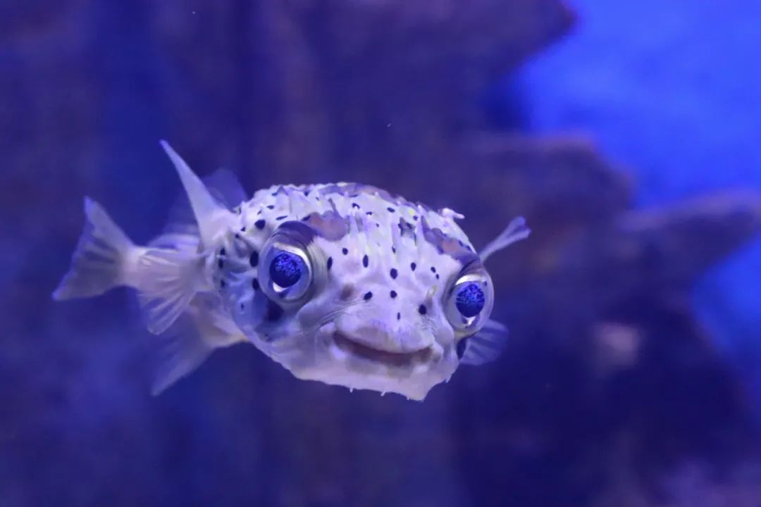 海马煌子寝具是真的海马床垫_海马和鲸鱼哪个是真正的鱼_鲸鱼与青鱂鱼