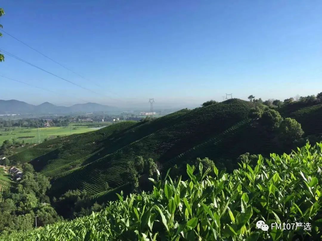 安吉白茶珍稀白茶礼盒_安吉白茶_安吉白茶 福鼎白茶